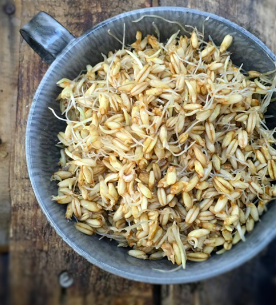 Овёс на проращивание, 1 кг.